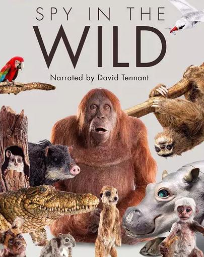 荒野間諜第一季DVD,Spy in the WildDVD,易碟藍光專賣店-www.rutenmall.com